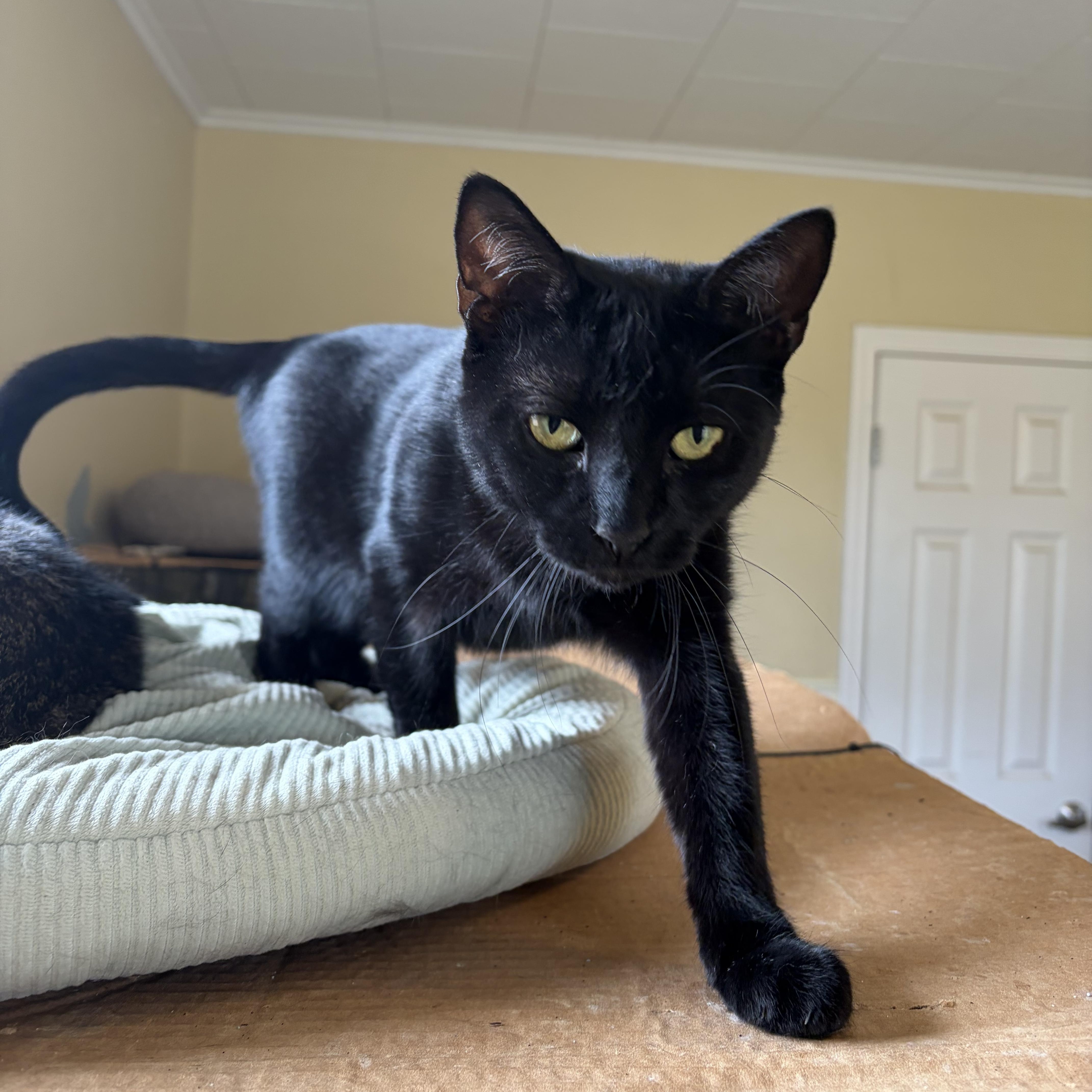 Joanna, ADOPTABLE, Young Female Domestic Short Hair.