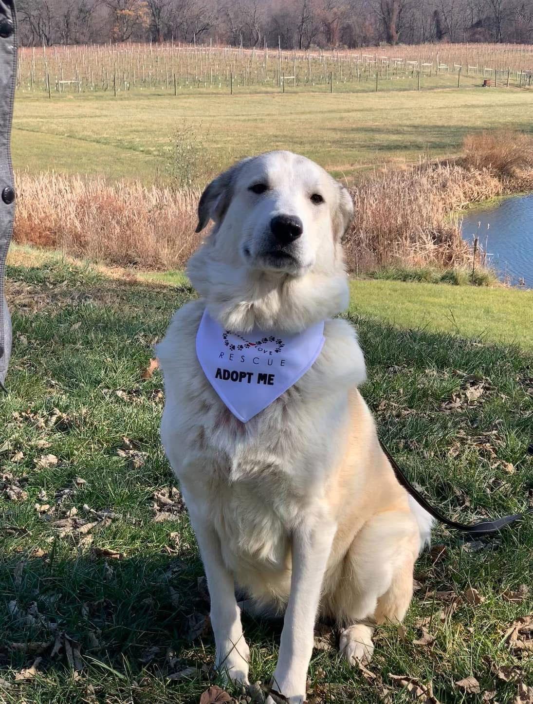 Maggie Moo 0515, Adoptable, Adult Female Great Pyrenees & Anatolian Shepherd.