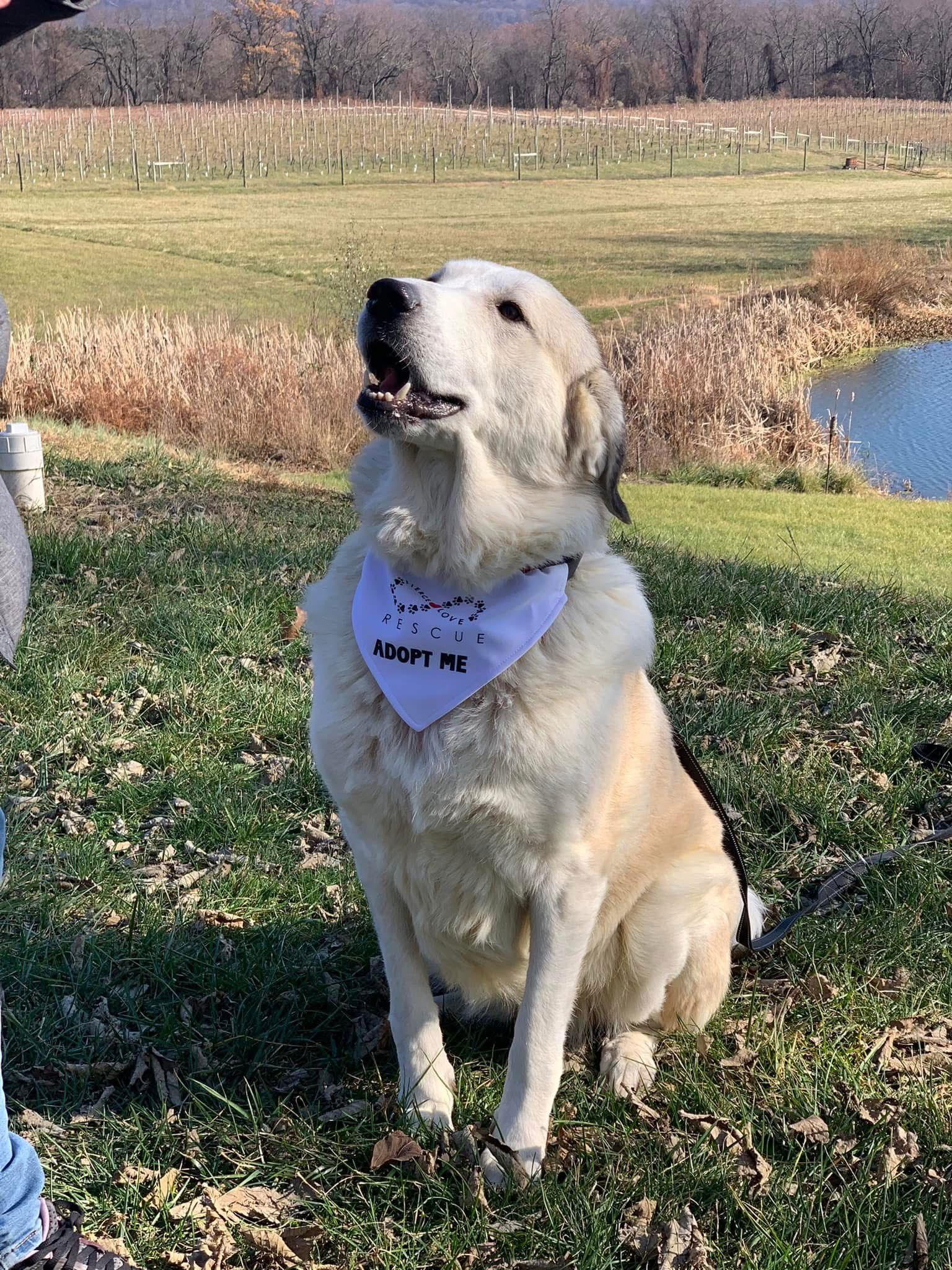 Enlarge Maggie Moo 0515, a Adoptable mixed breed in Stephens City, VA image 2/3