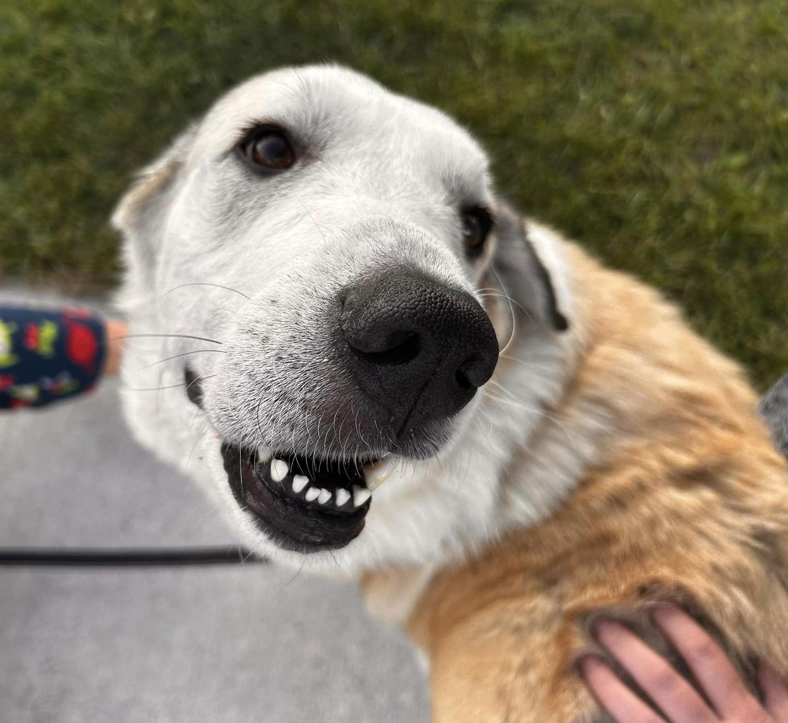 Enlarge Maggie Moo 0515, a Adoptable mixed breed in Stephens City, VA image 3/3