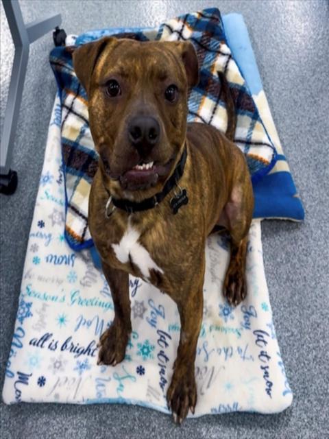 MITCHELL, Adoptable, Young Male Pit Bull Terrier & Mixed Breed.