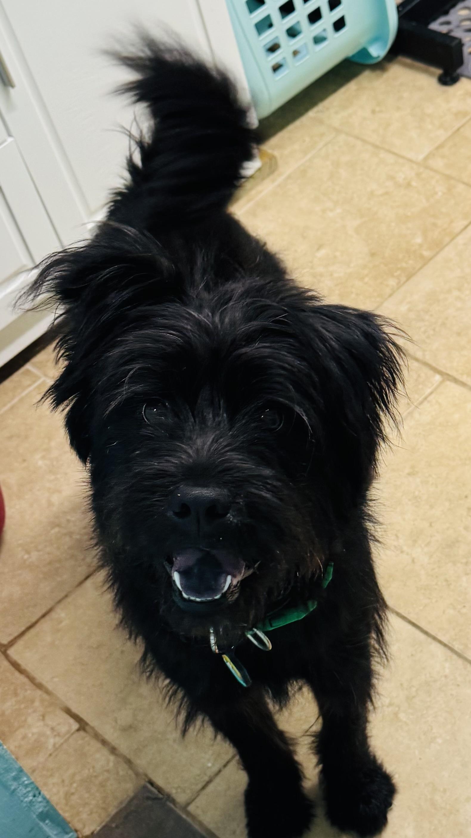 Enlarge Riley, a ADOPTABLE mixed breed in Overland Park, KS image 3/6