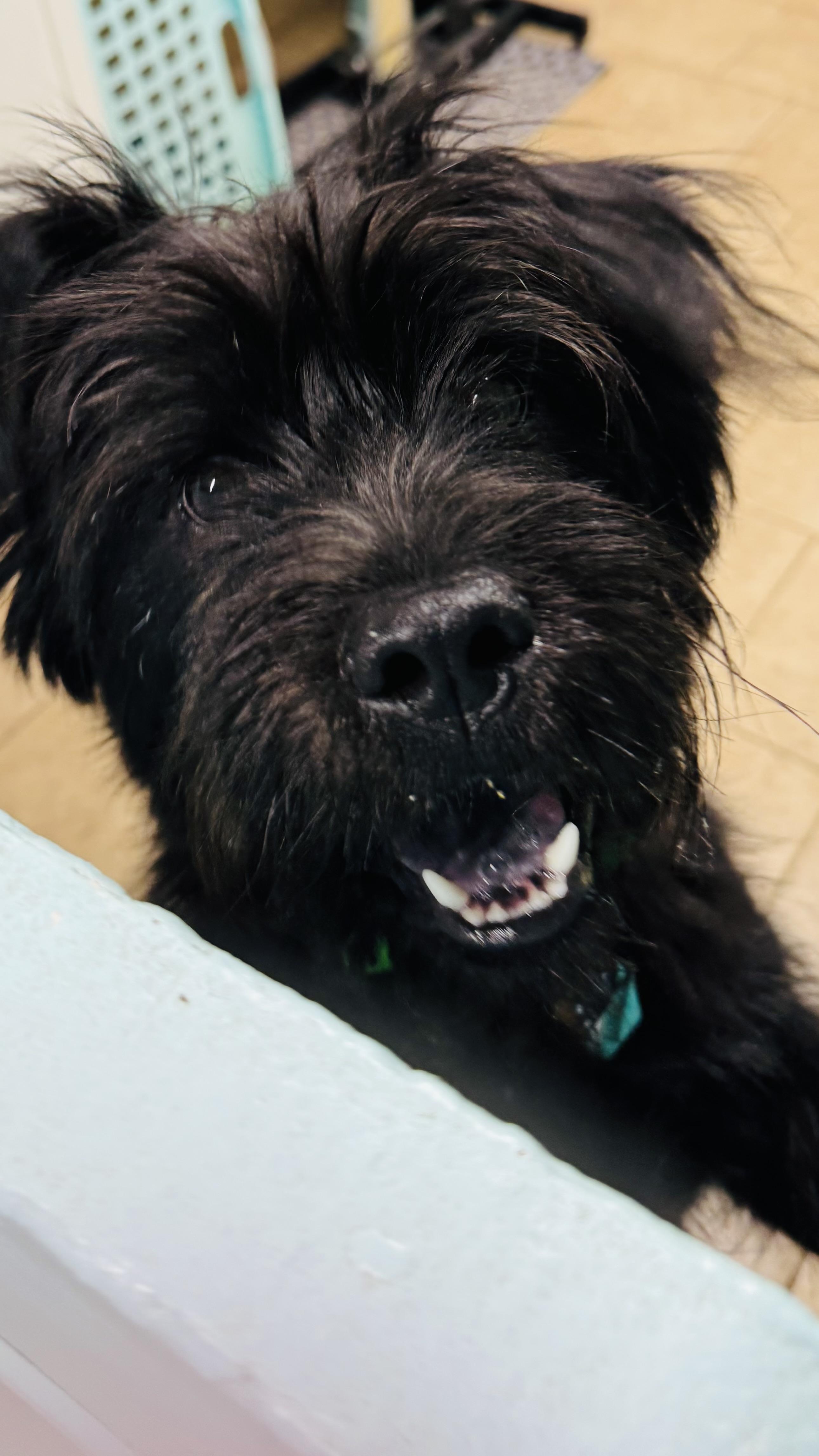 Enlarge Riley, a ADOPTABLE mixed breed in Overland Park, KS image 2/6