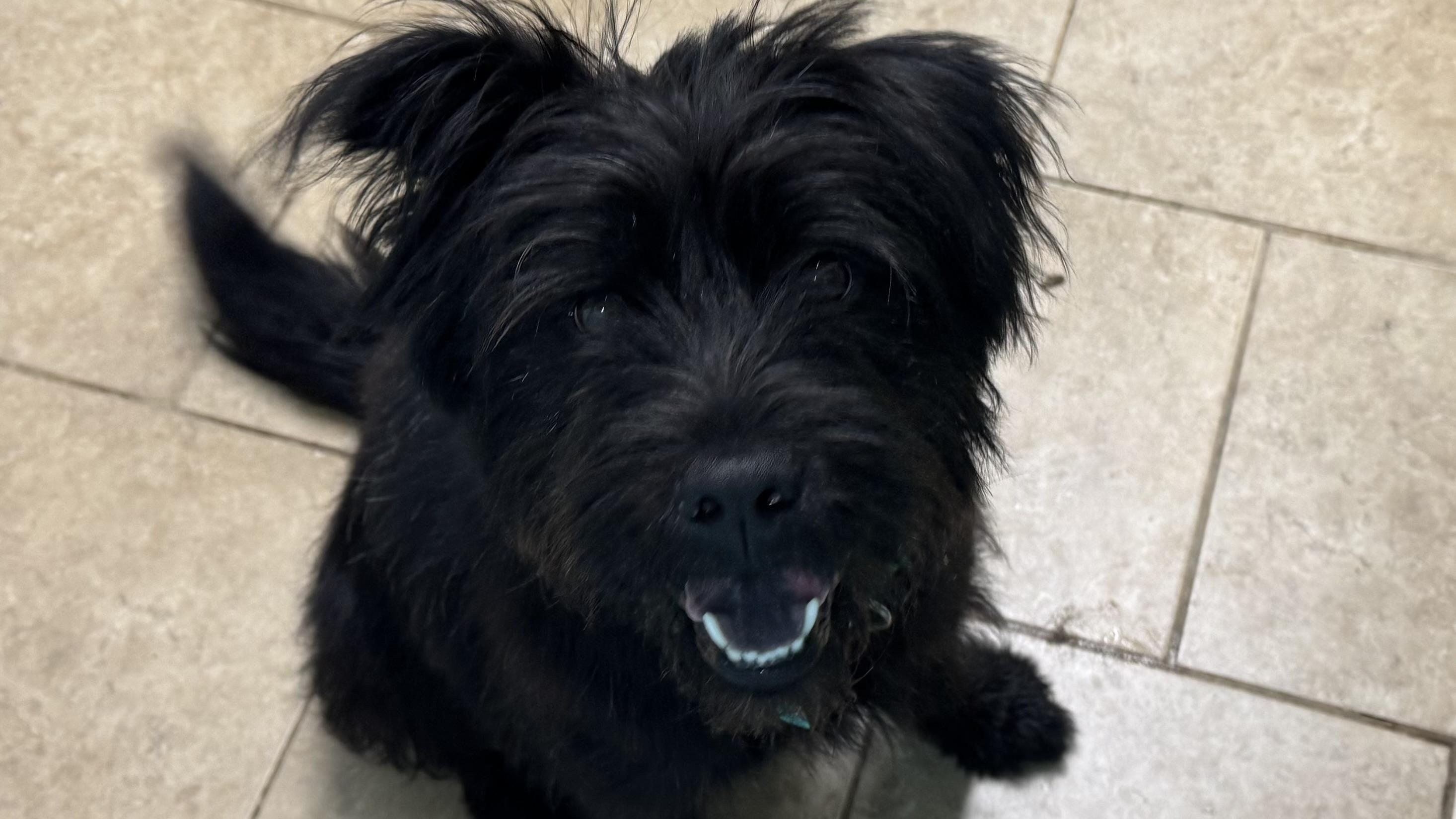 Enlarge Riley, a ADOPTABLE mixed breed in Overland Park, KS image 5/6