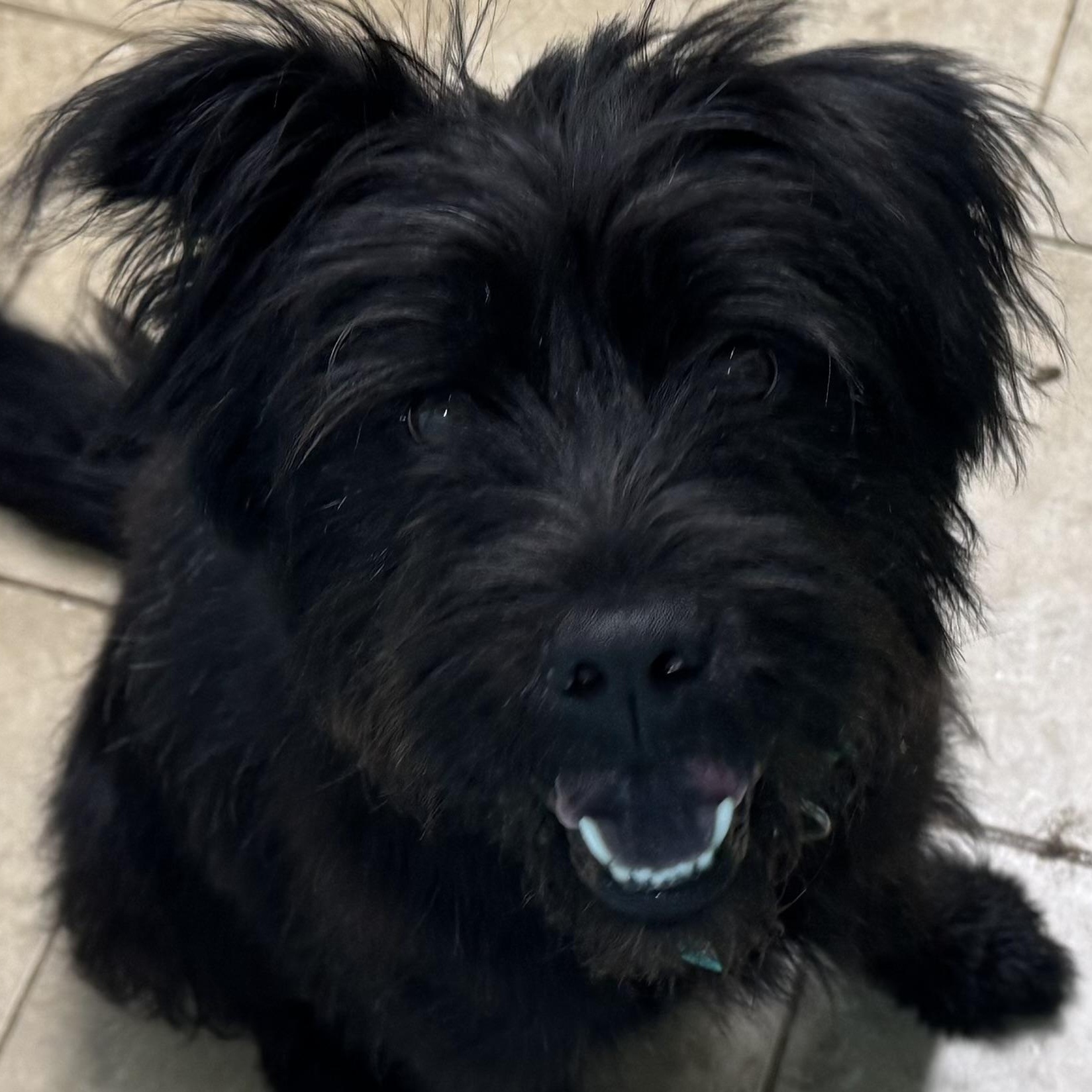 Riley - Adoptable Pet | Petfinder | Petfinder