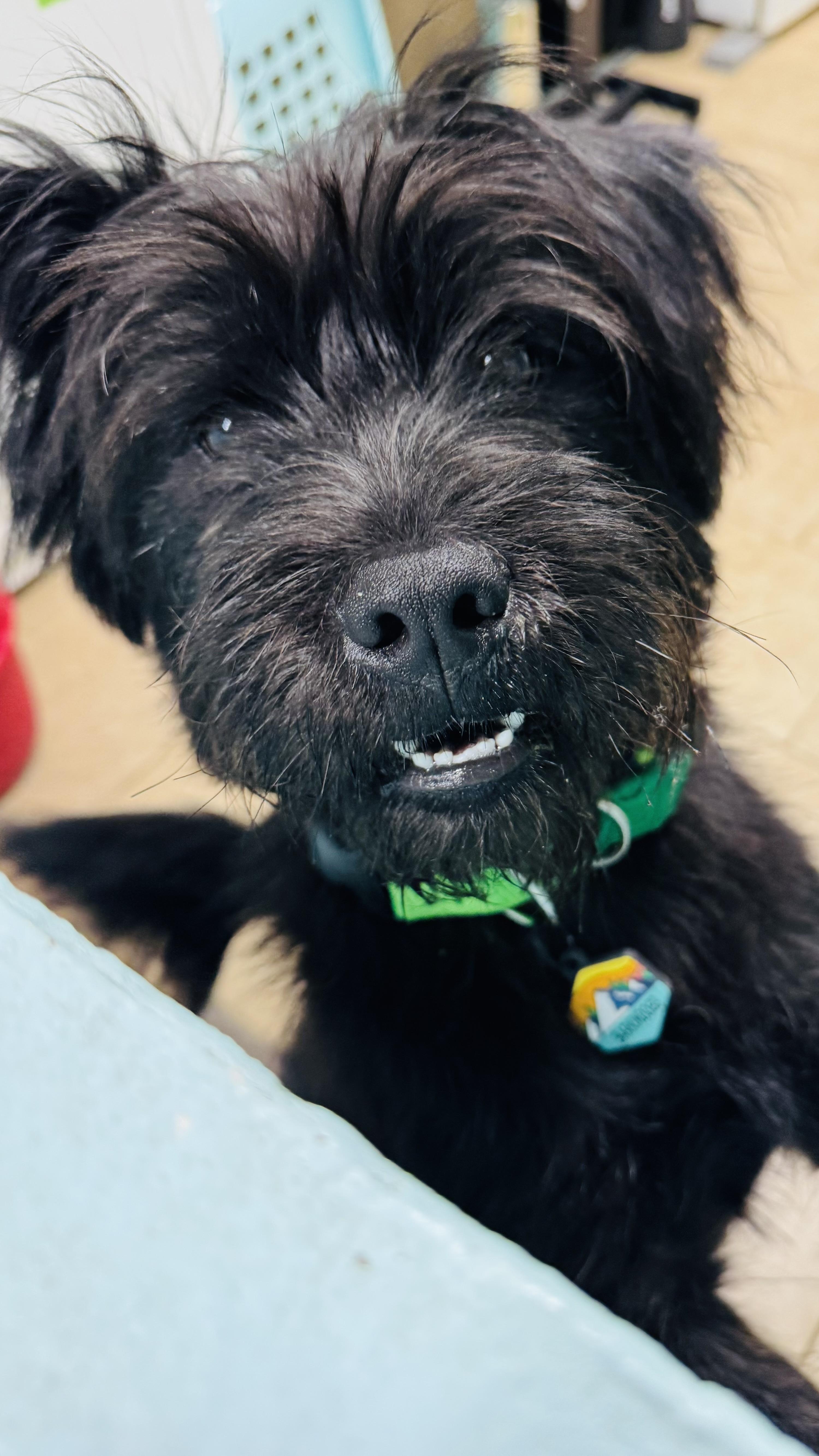 Riley, ADOPTABLE, Young Male Schnauzer & Poodle.