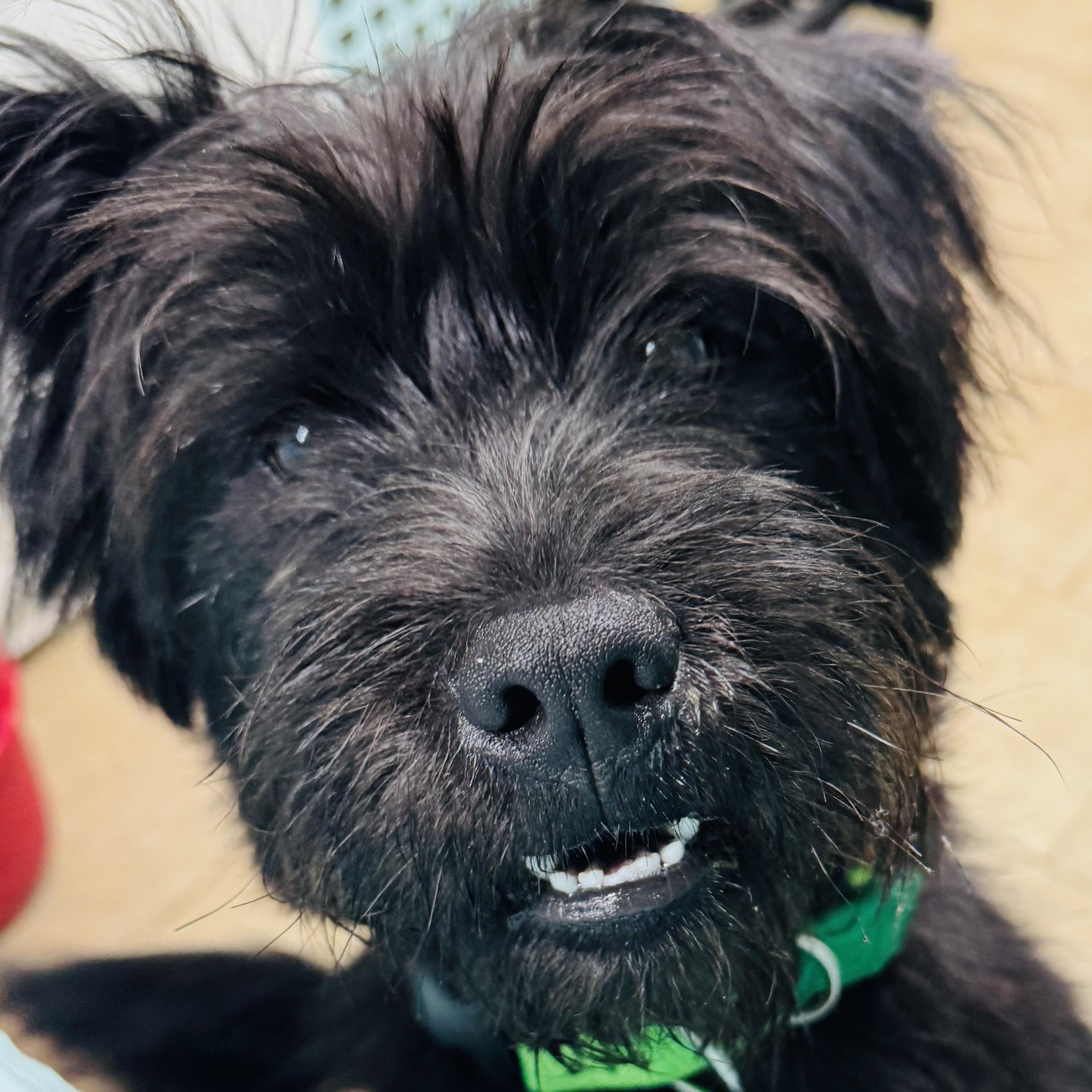 Riley - Adoptable Pet | Petfinder | Petfinder