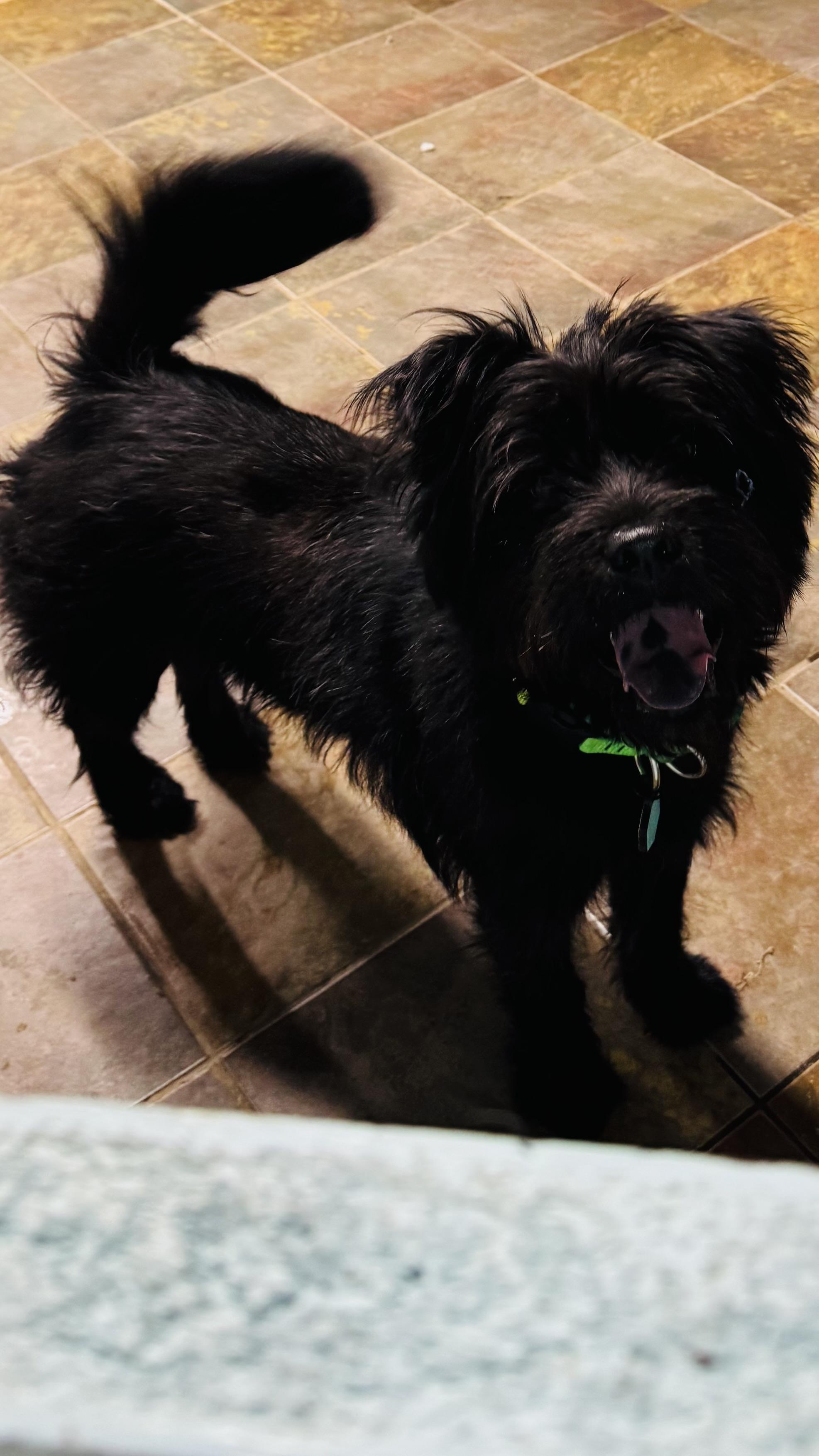 Enlarge Riley, a ADOPTABLE mixed breed in Overland Park, KS image 4/6