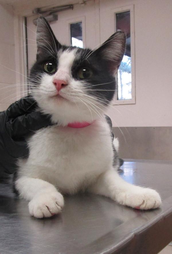 Enlarge Nora, a Adoptable mixed breed in Marietta, GA image 1/1