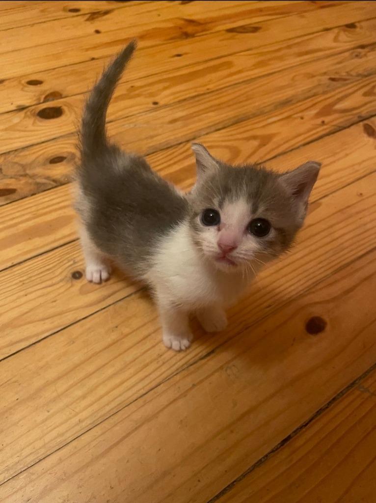 Smidge, Adoptable, Kitten Female Domestic Short Hair.