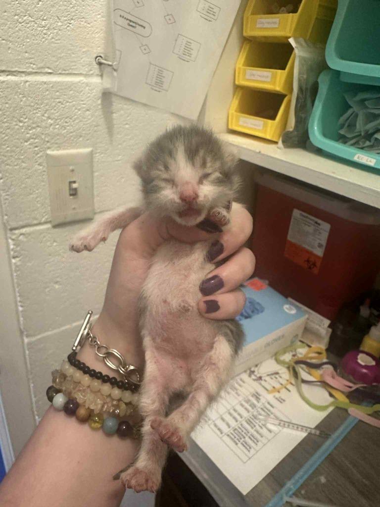 Enlarge Smidge, a Adoptable mixed breed in Johnson City, TN image 2/6