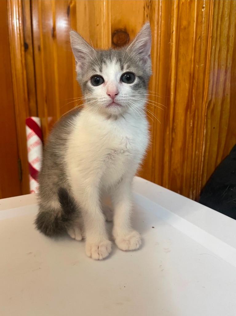 Enlarge Smidge, a Adoptable mixed breed in Johnson City, TN image 3/6