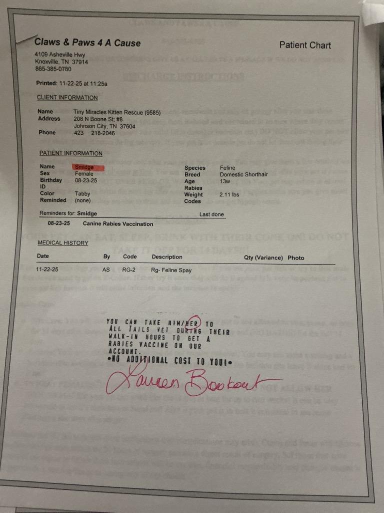 Enlarge Smidge, a Adoptable mixed breed in Johnson City, TN image 4/6