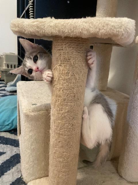 Enlarge Smidge, a Adoptable mixed breed in Johnson City, TN image 5/6