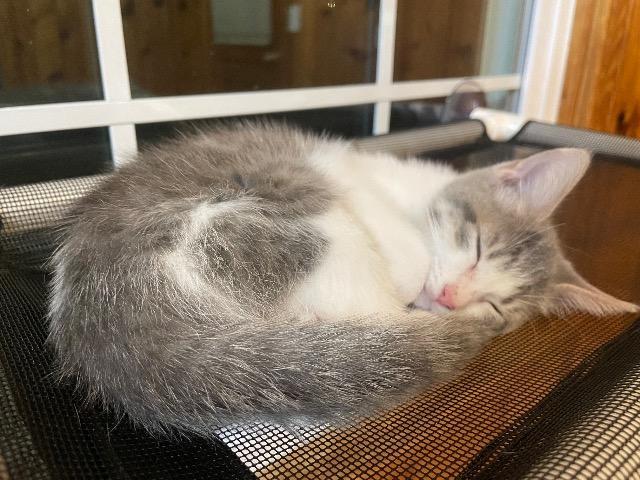 Enlarge Smidge, a Adoptable mixed breed in Johnson City, TN image 6/6