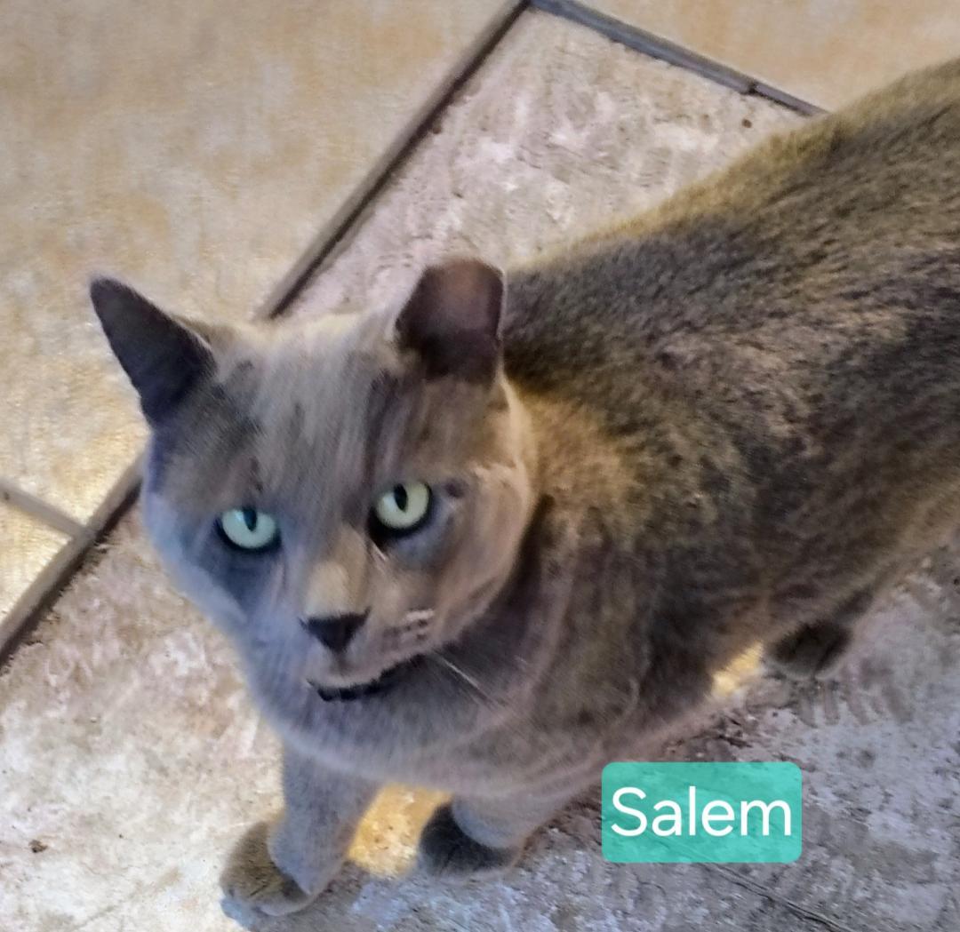 Salem thumbnail 2