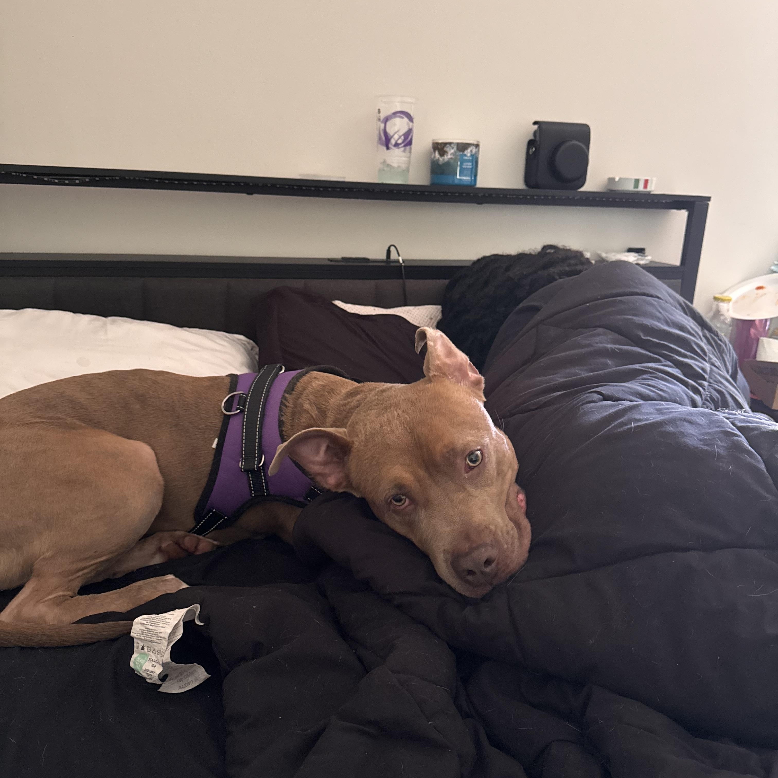 Enlarge Canton, a Adoptable mixed breed in atlanta, GA image 4/5