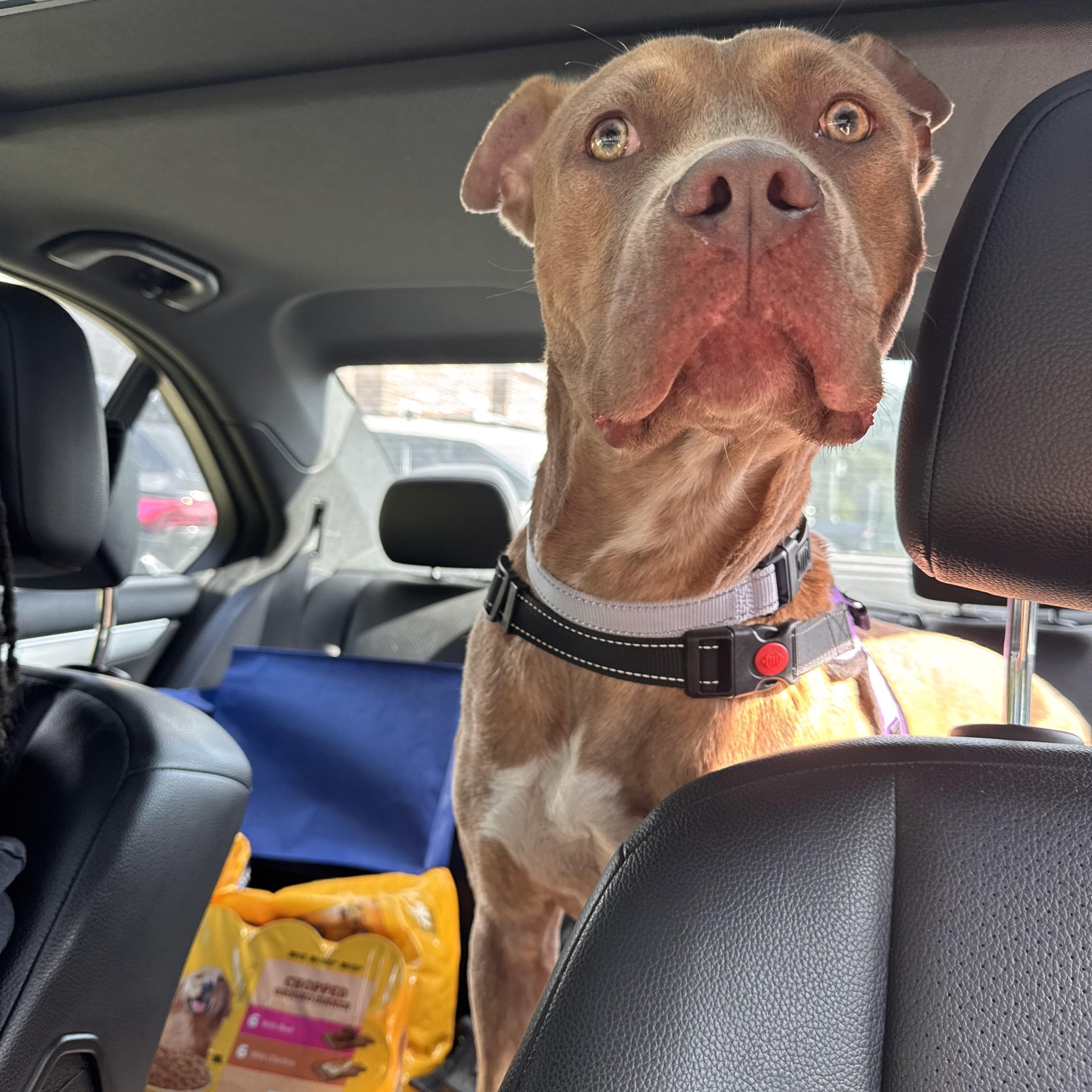 Enlarge Canton, a Adoptable mixed breed in atlanta, GA image 5/5