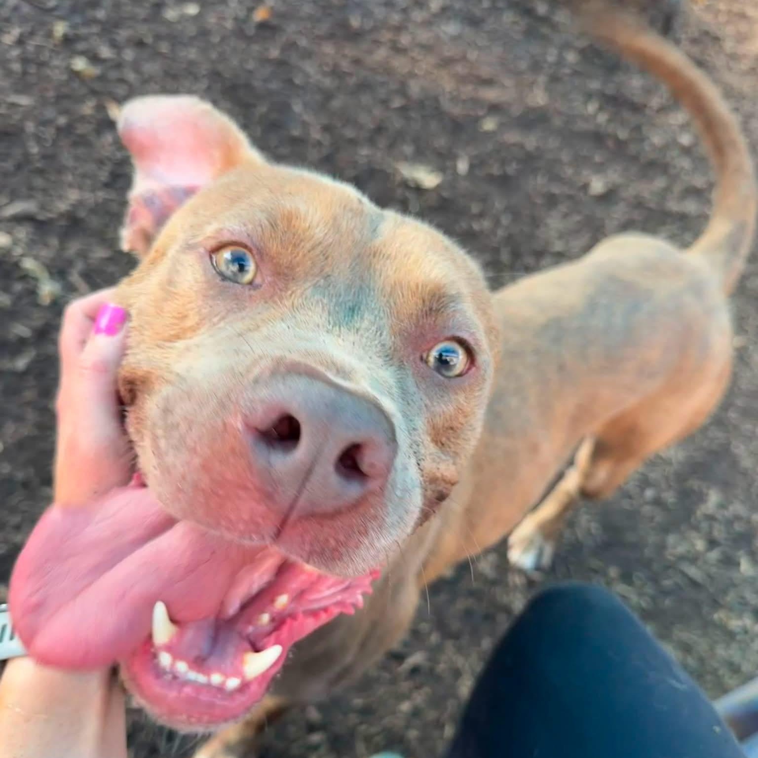 Enlarge Canton, a Adoptable mixed breed in atlanta, GA image 2/5