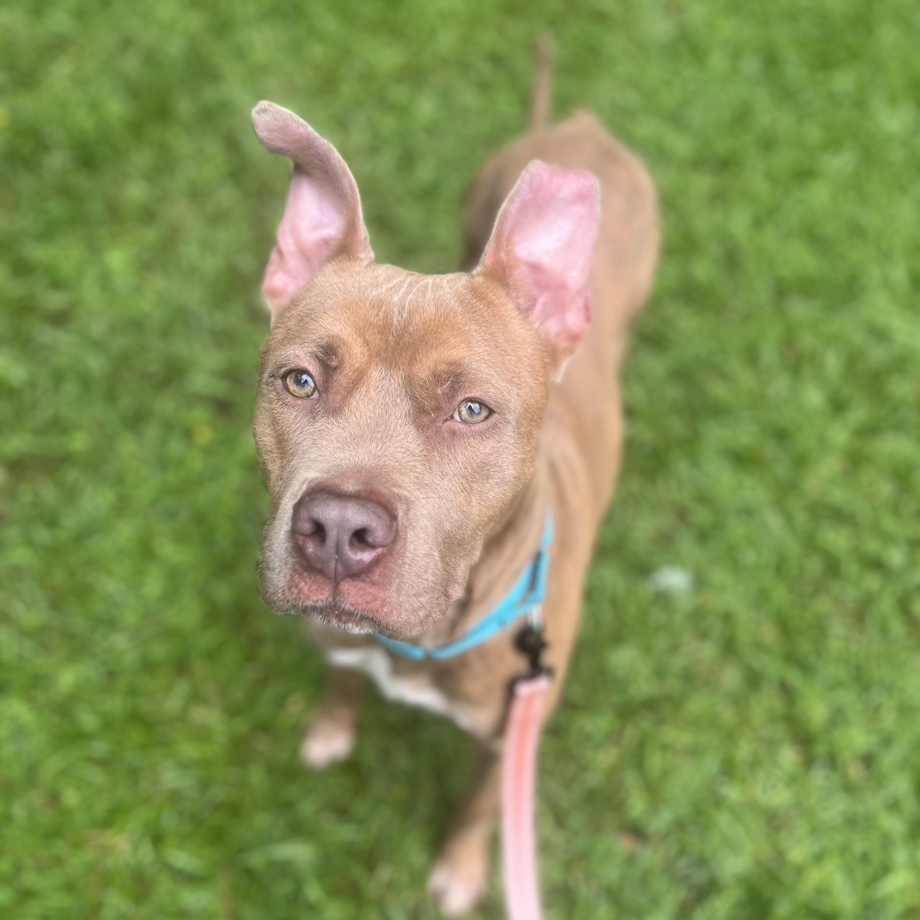 Enlarge Canton, a Adoptable mixed breed in atlanta, GA image 1/5