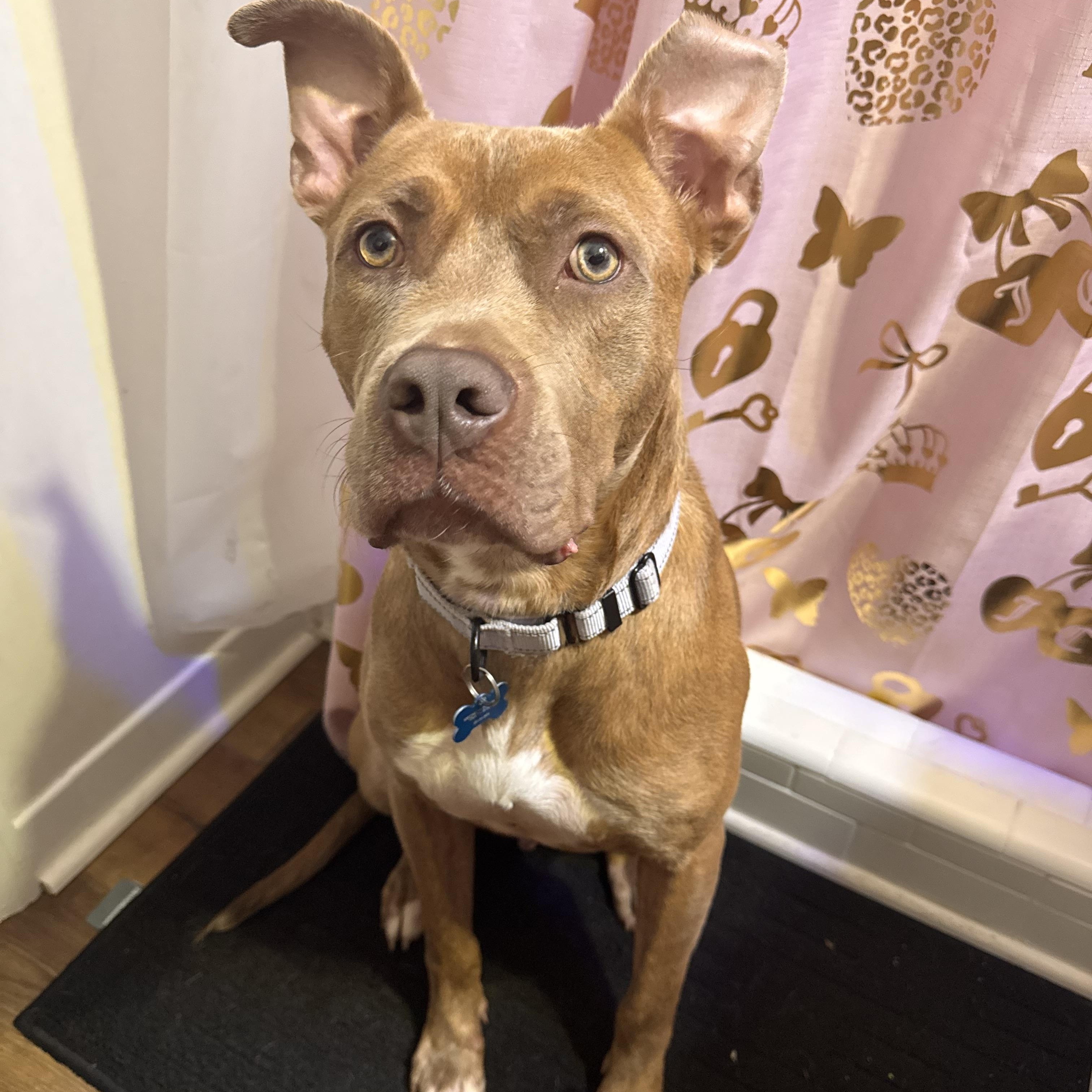 Enlarge Canton, a Adoptable mixed breed in atlanta, GA image 3/5