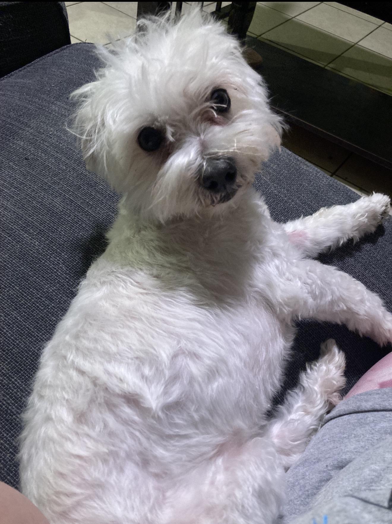 Enlarge Beau, a Adoptable Maltese in Austin, TX image 3/3