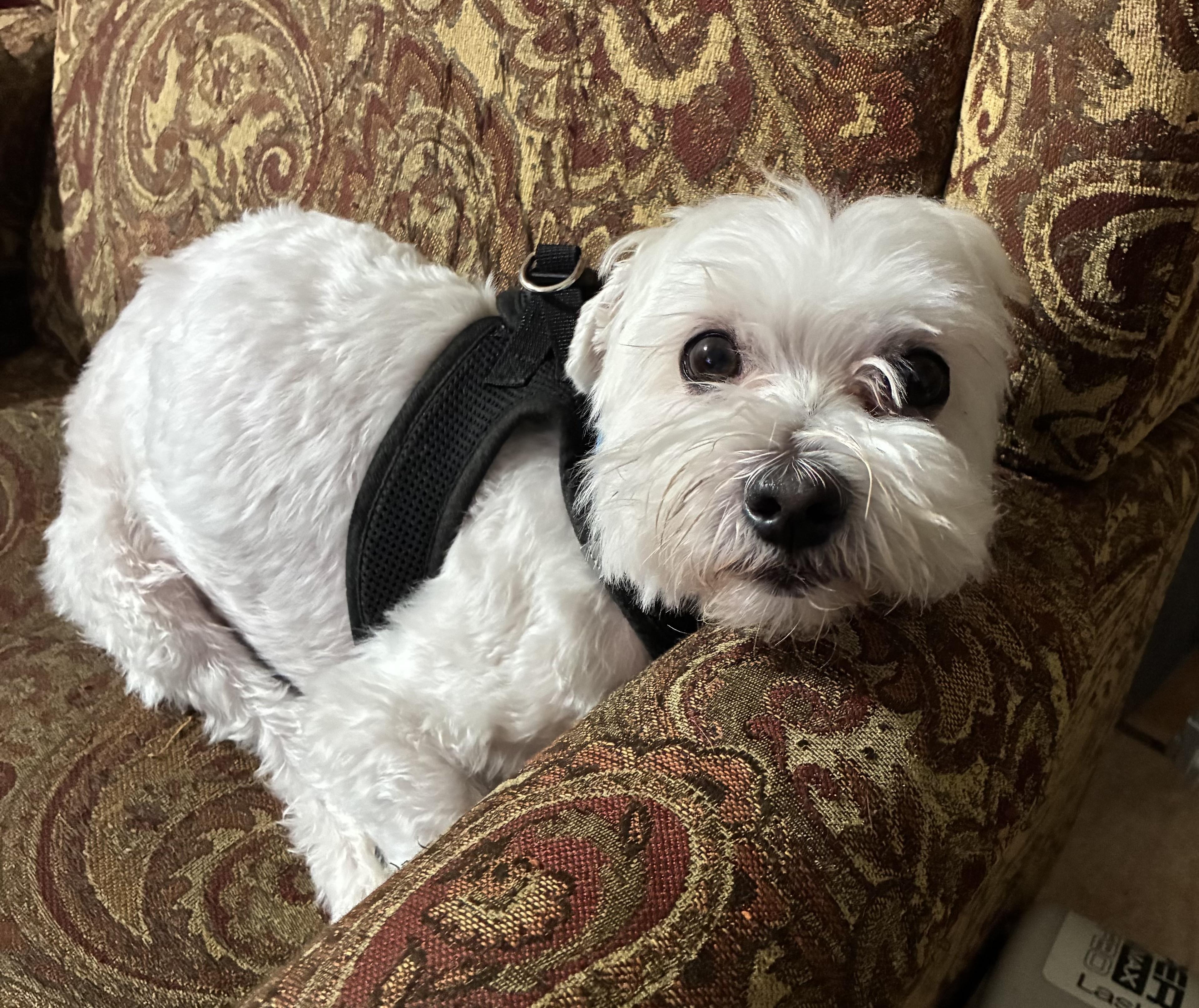 Beau, Adoptable, Adult Male Maltese.