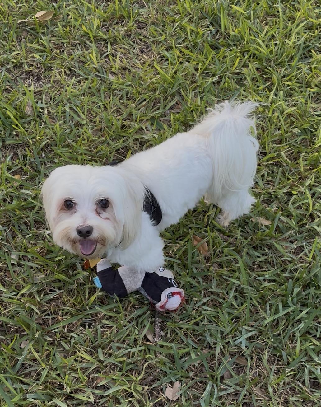 Enlarge Beau, a Adoptable Maltese in Austin, TX image 2/3