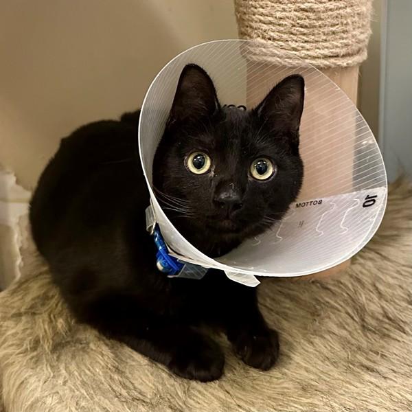 Snoop Dogg, Adoptable, Kitten Male Domestic Short Hair.