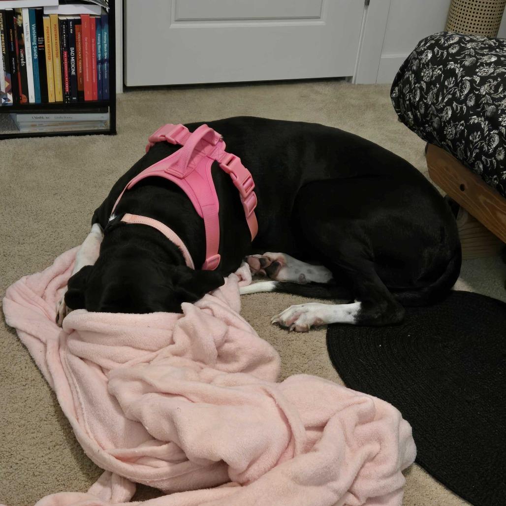 Zoey, a Adoptable Great Dane in Harrisonburg, VA image 1/6