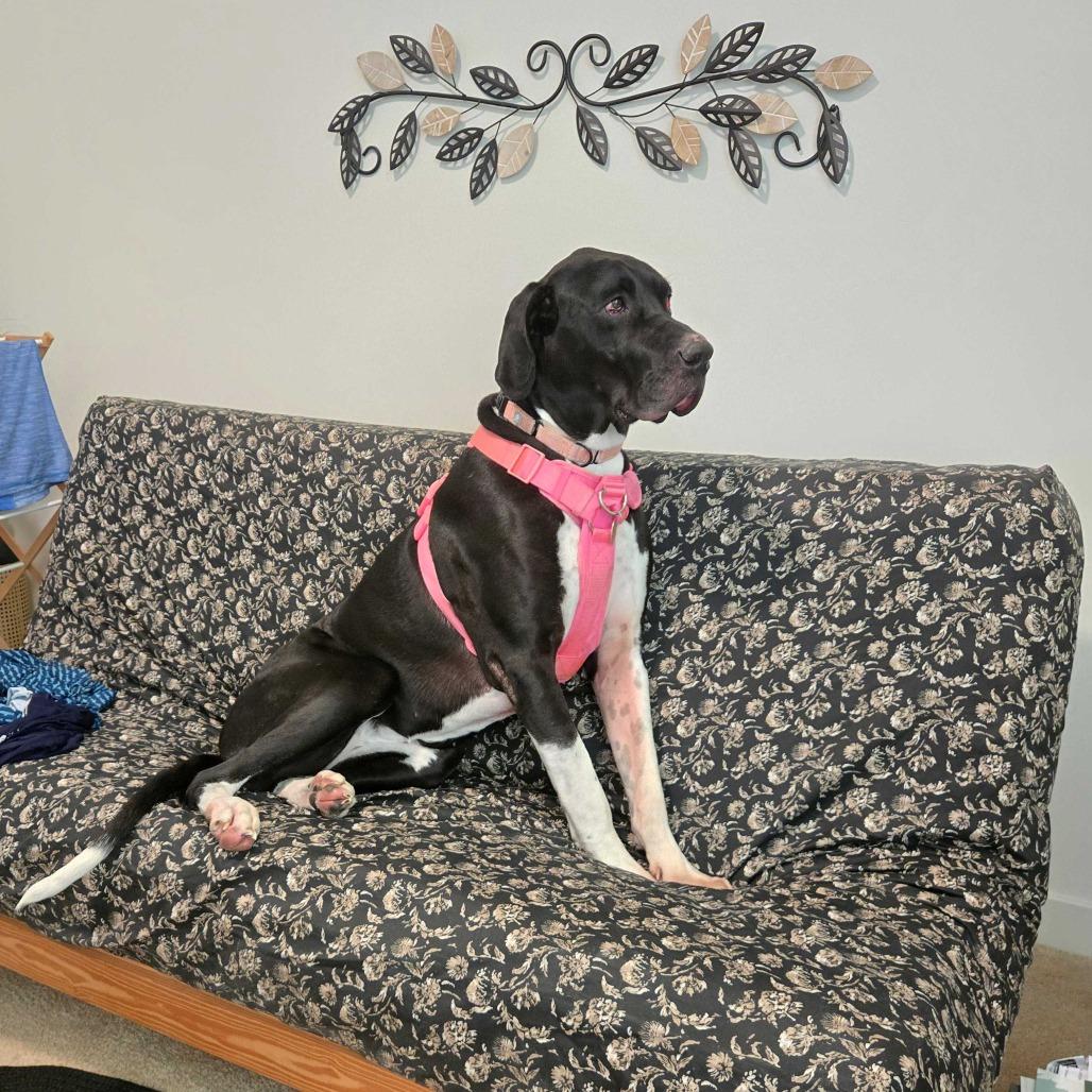 Zoey, a Adoptable Great Dane in Harrisonburg, VA image 2/6