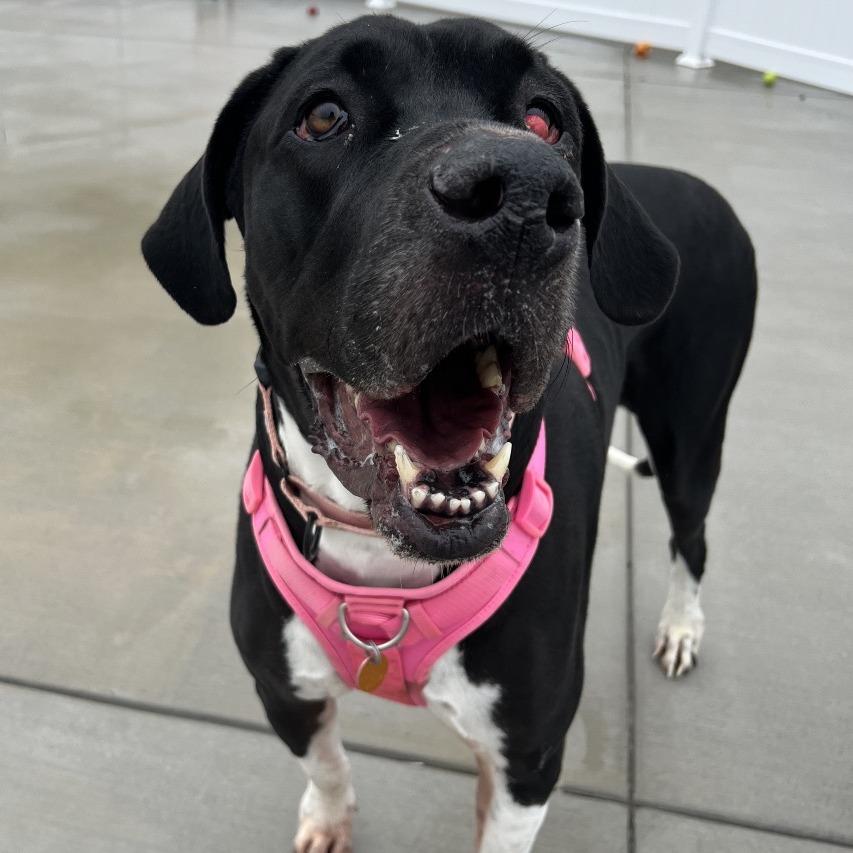 Zoey, a Adoptable Great Dane in Harrisonburg, VA image 3/6