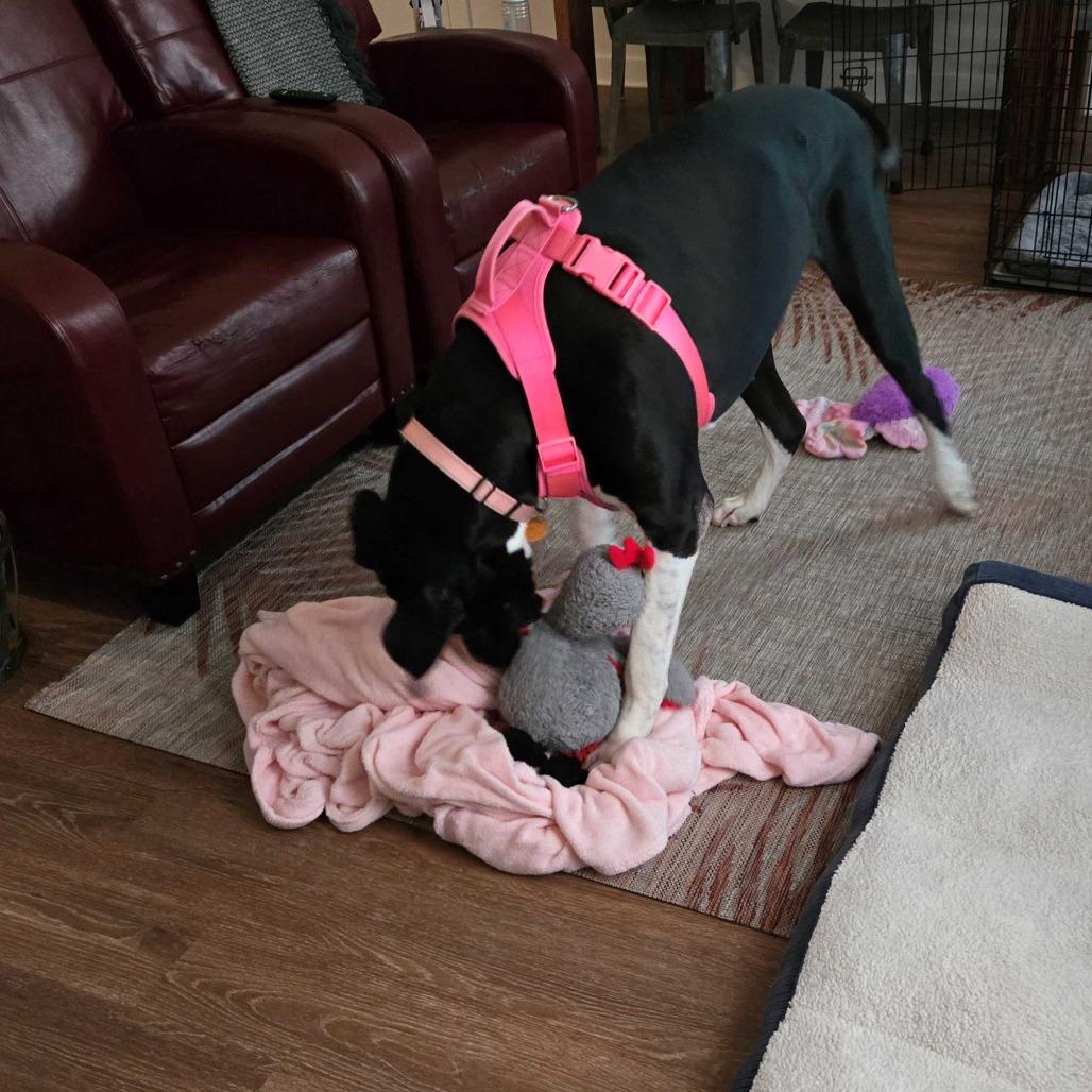 Zoey, a Adoptable Great Dane in Harrisonburg, VA image 4/6