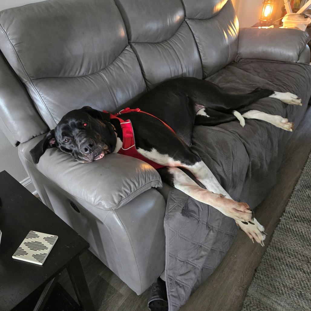 Enlarge Zoey, a Adoptable Great Dane in Harrisonburg, VA image 5/6
