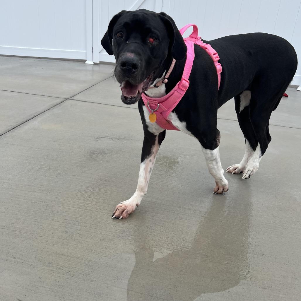 Zoey, a Adoptable Great Dane in Harrisonburg, VA image 6/6