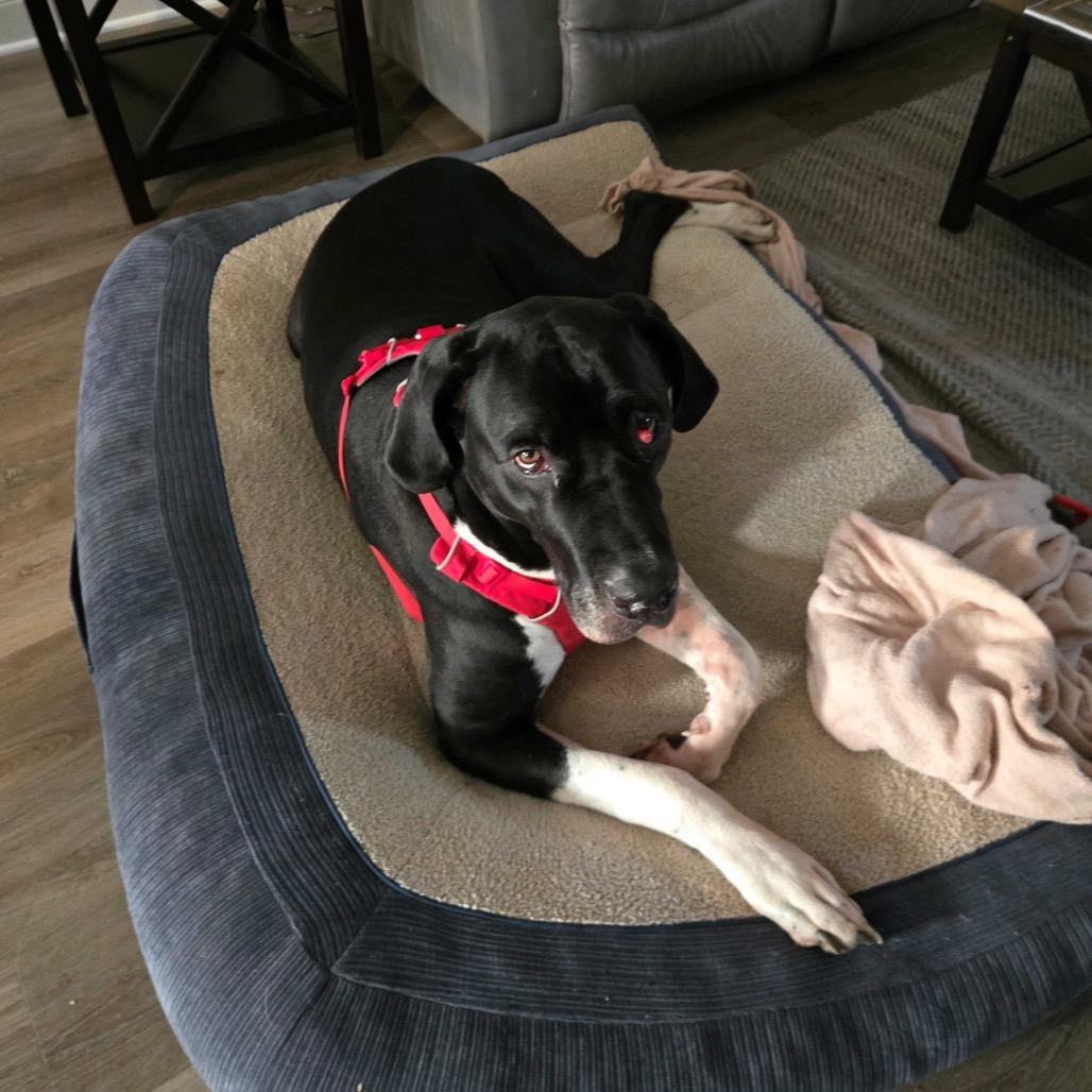 Enlarge Zoey, a Adoptable Great Dane in Harrisonburg, VA image 6/6