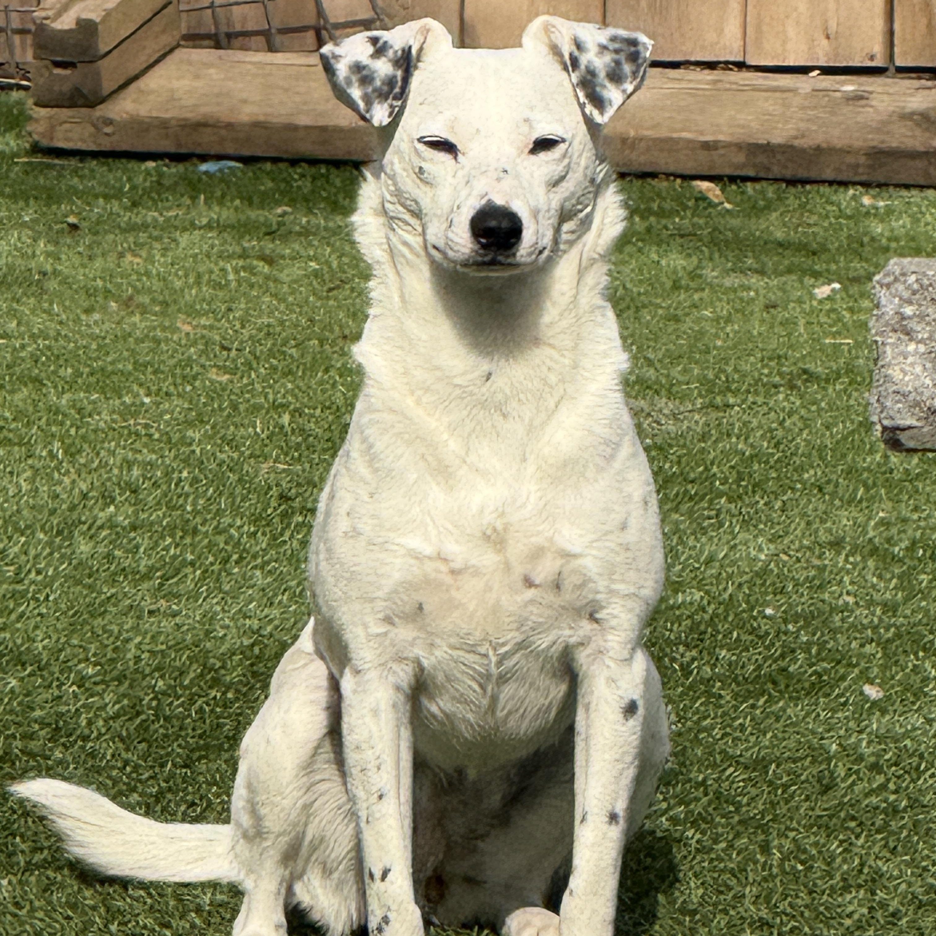 Amber, ADOPTABLE, Adult Female Chihuahua & Cattle Dog.