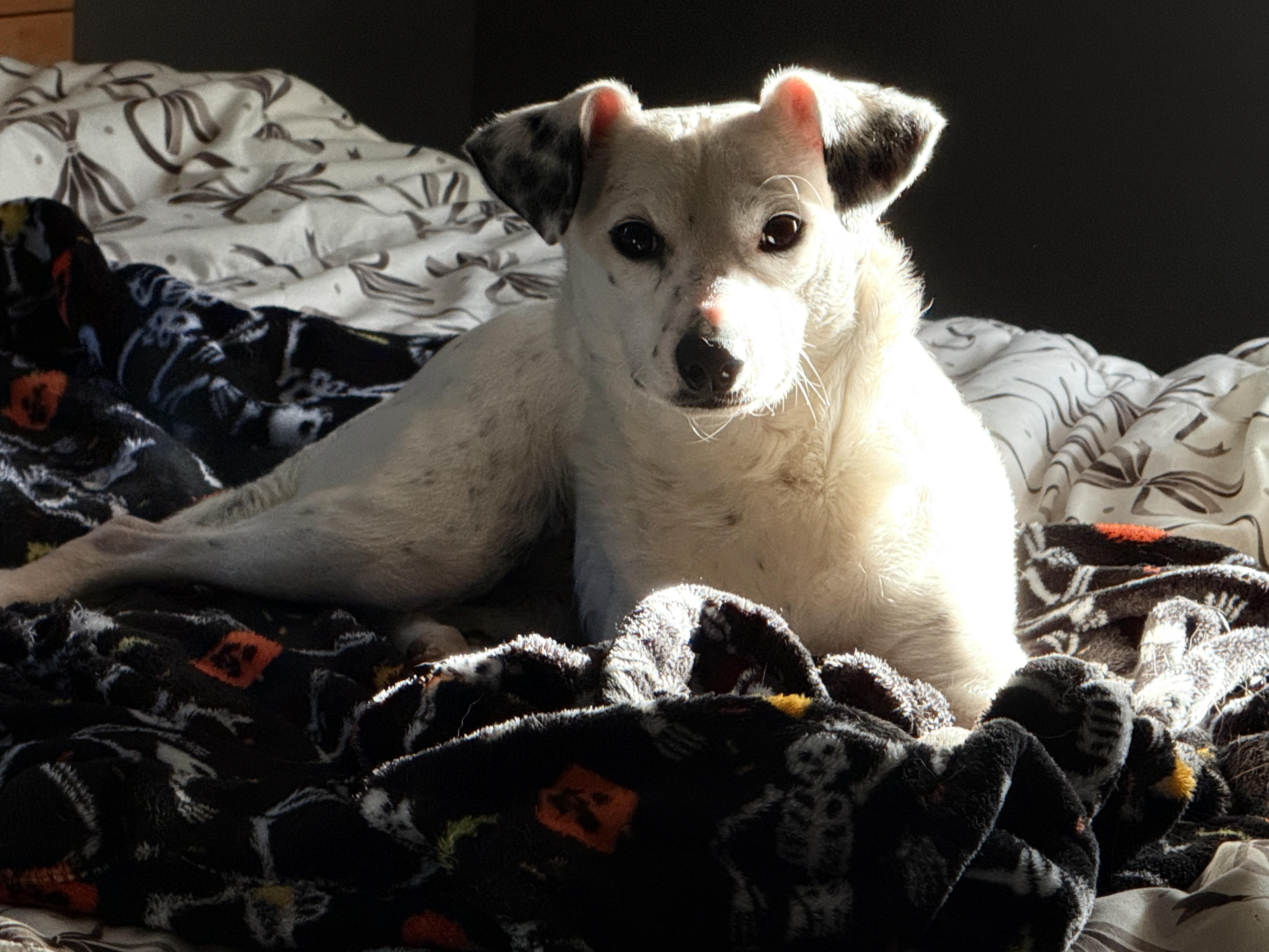 Amber, a ADOPTABLE mixed breed in Cortlandt Manor, NY image 2/6