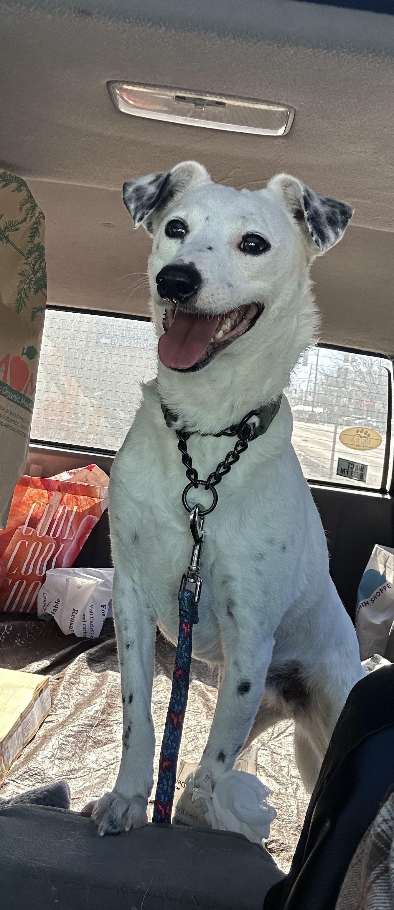 Amber, a ADOPTABLE mixed breed in Cortlandt Manor, NY image 3/6