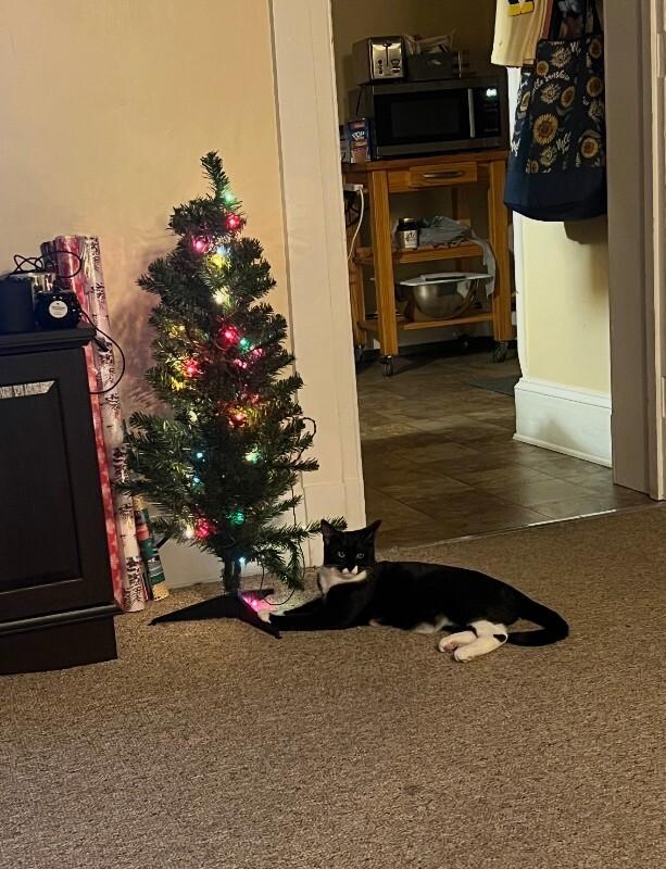 Raven — thumbnail 2