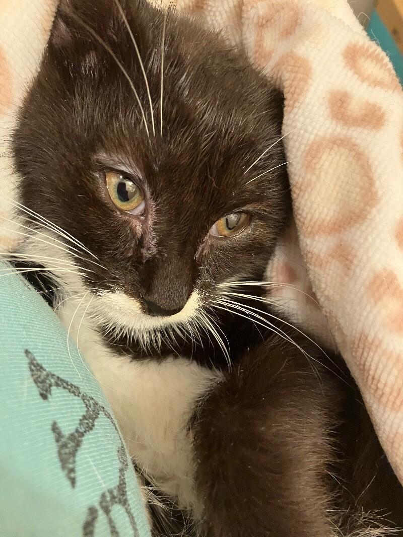 Raven — thumbnail 3