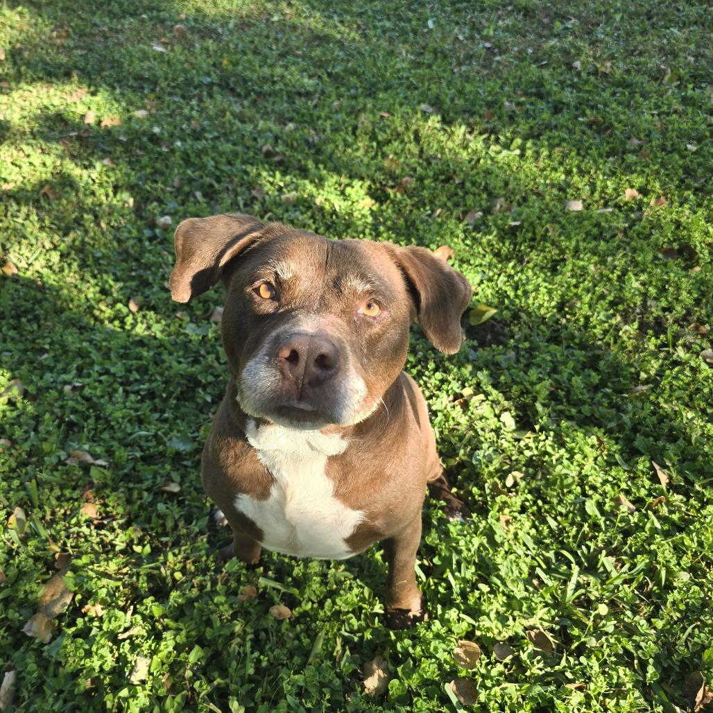 Guaro, a Adoptable Mixed Breed in Clearwater, FL image 3/5