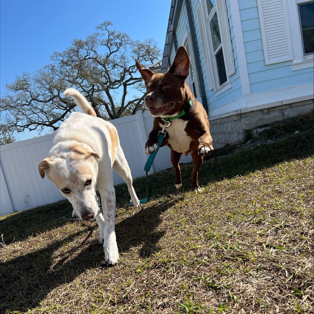 Guaro, a Adoptable Mixed Breed in Clearwater, FL image 4/6