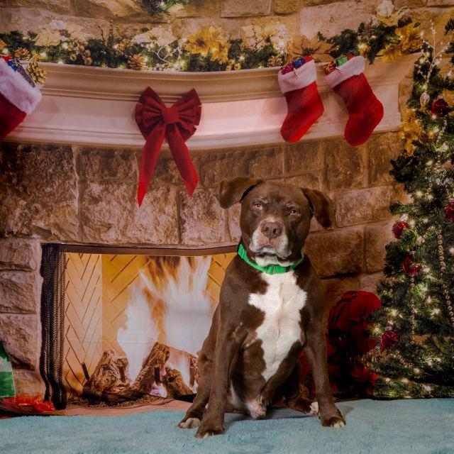 Guaro, a Adoptable Mixed Breed in Clearwater, FL image 4/5