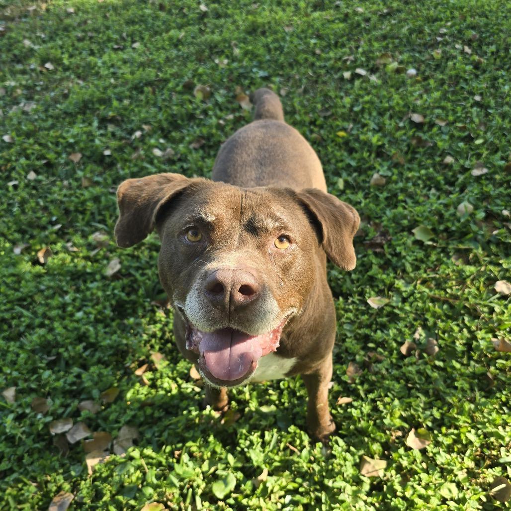 Guaro, a Adoptable Mixed Breed in Clearwater, FL image 5/5