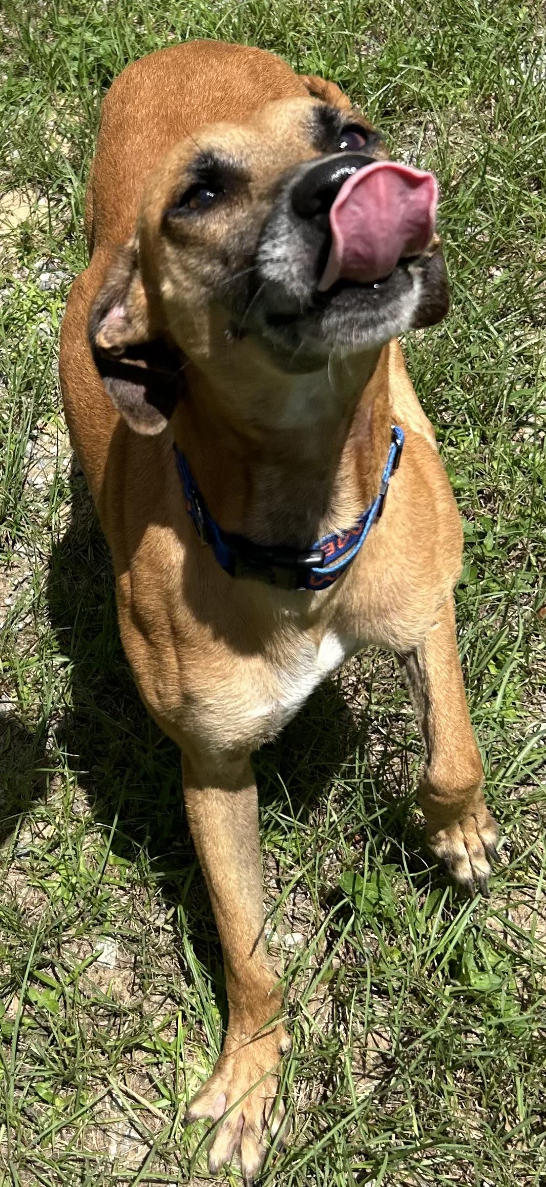 Hulio, Adoptable, Adult Male Black Mouth Cur.