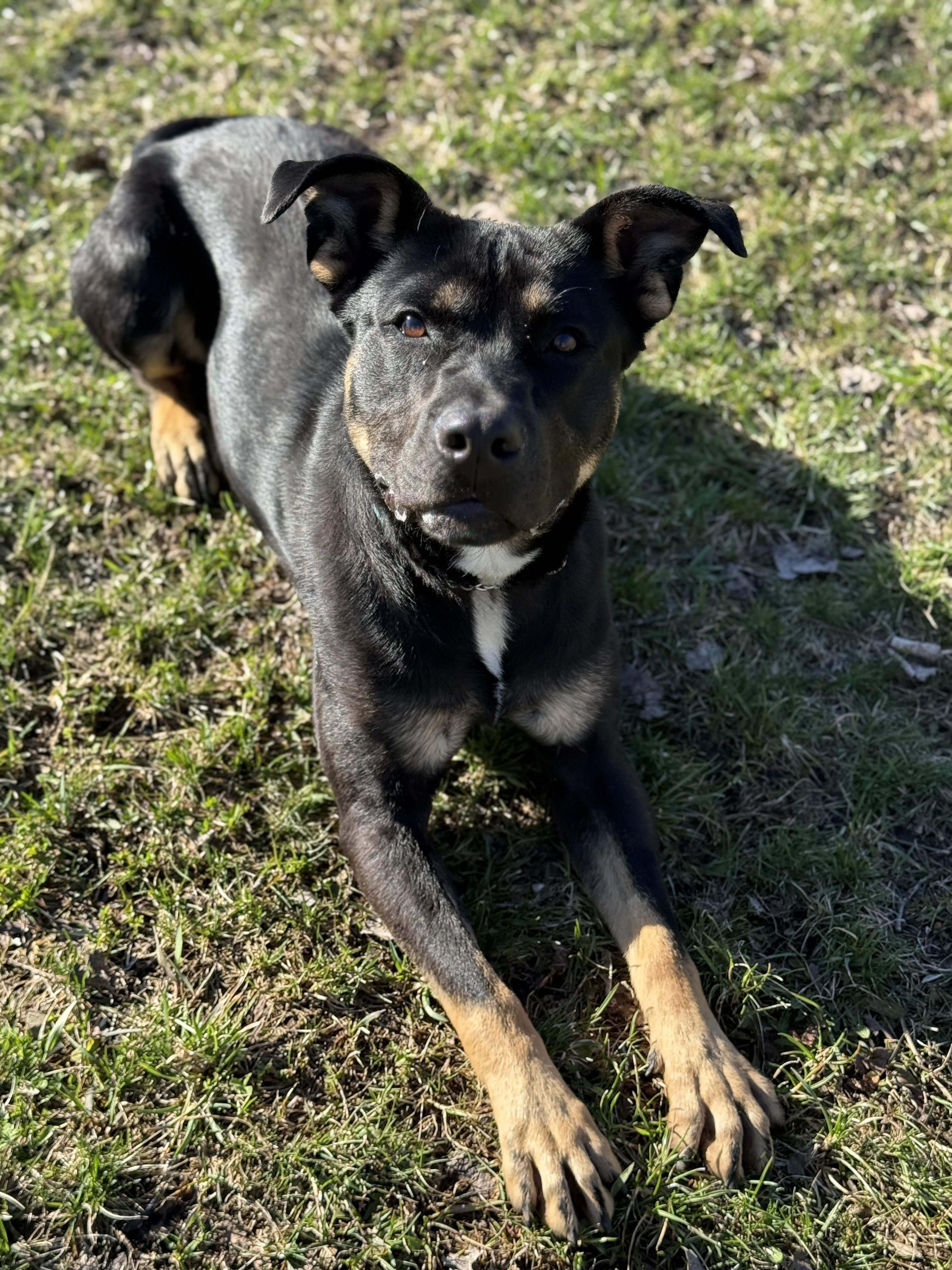 Enlarge Bandit, a ADOPTABLE Mixed Breed in Everett, ON image 5/6