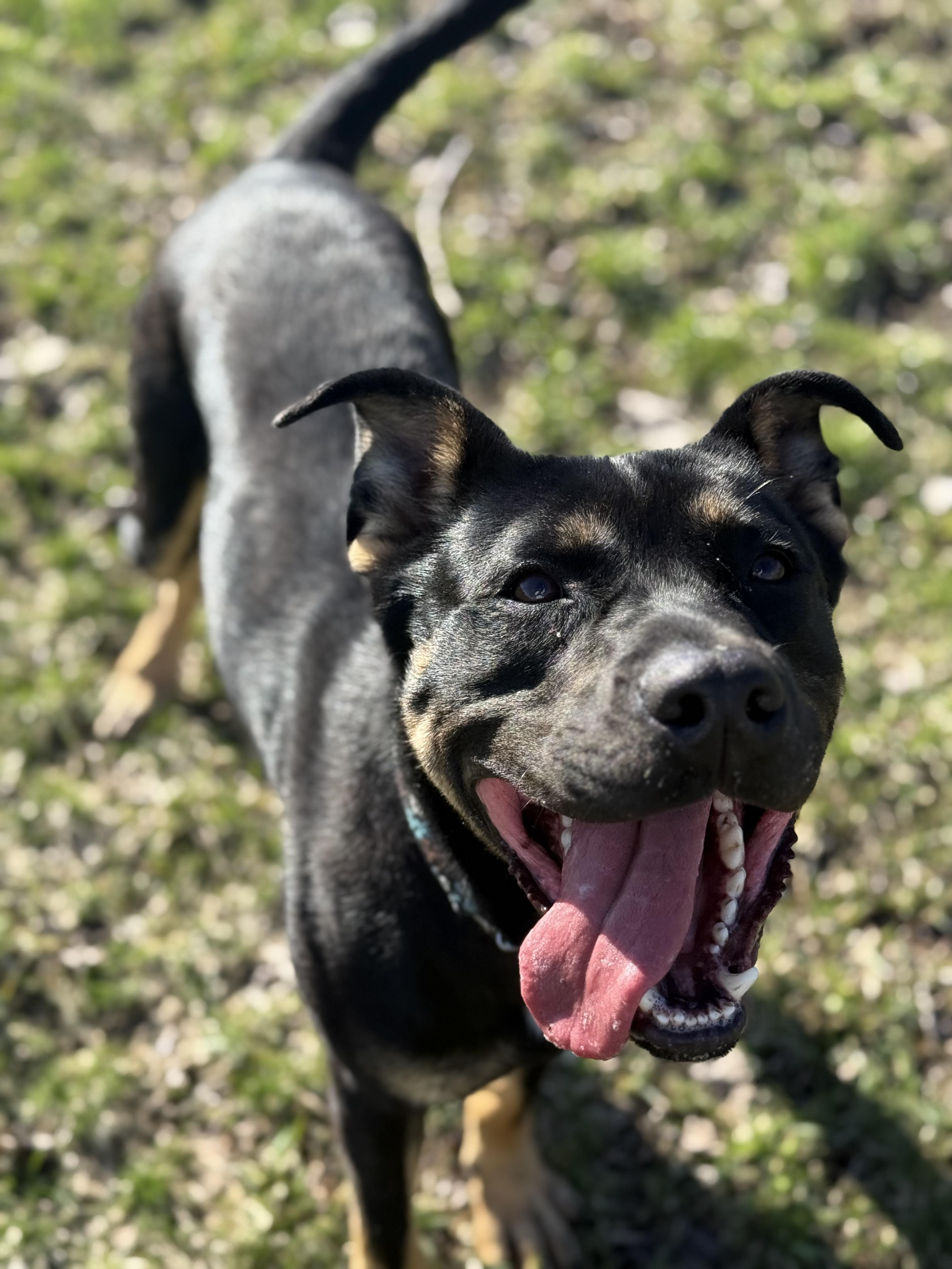 Enlarge Bandit, a ADOPTABLE Mixed Breed in Everett, ON image 3/6
