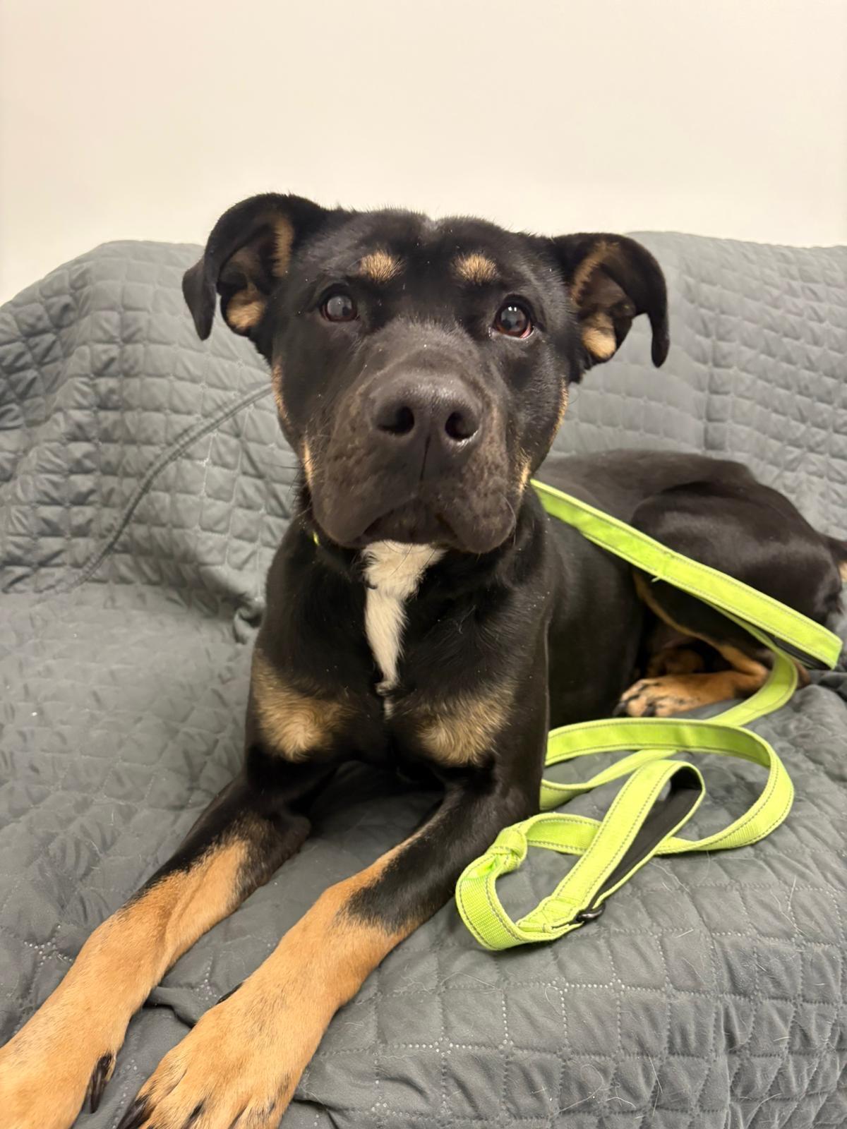 Enlarge Bandit, a ADOPTABLE Mixed Breed in Everett, ON image 6/6