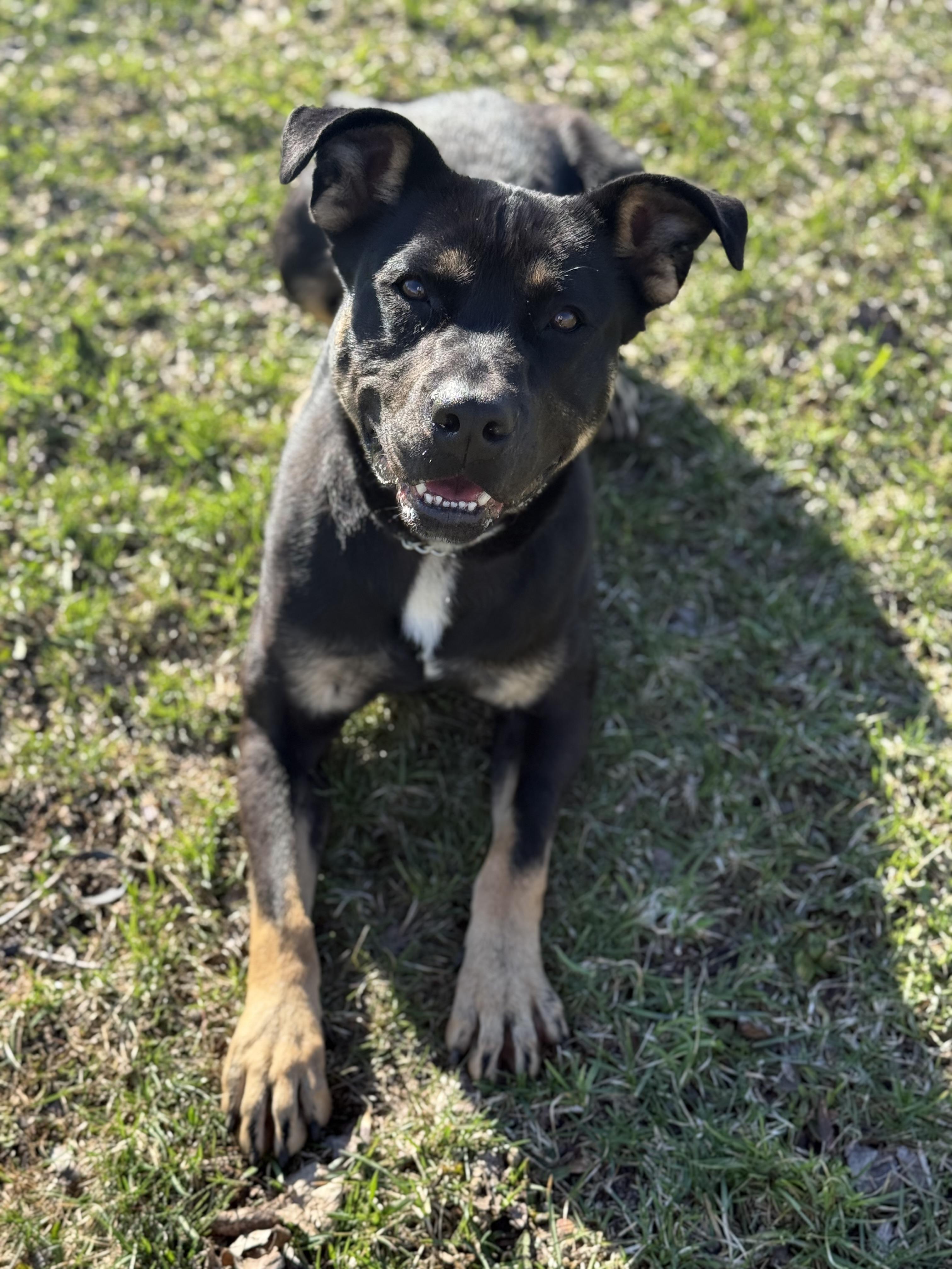 Bandit, ADOPTABLE, Young Male Mixed Breed.
